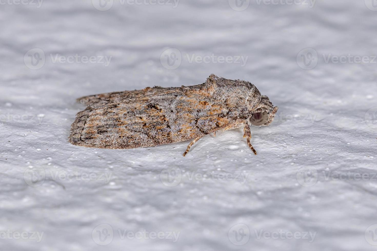 papillon de la chenille de l'olivier noir adulte photo