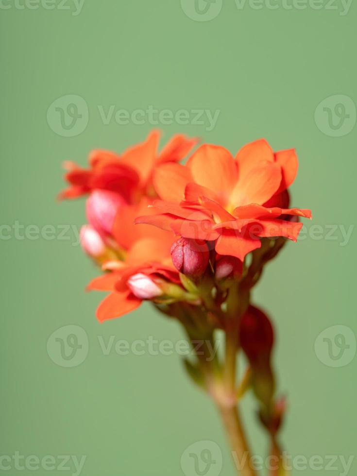 fleur rouge katy enflammée photo