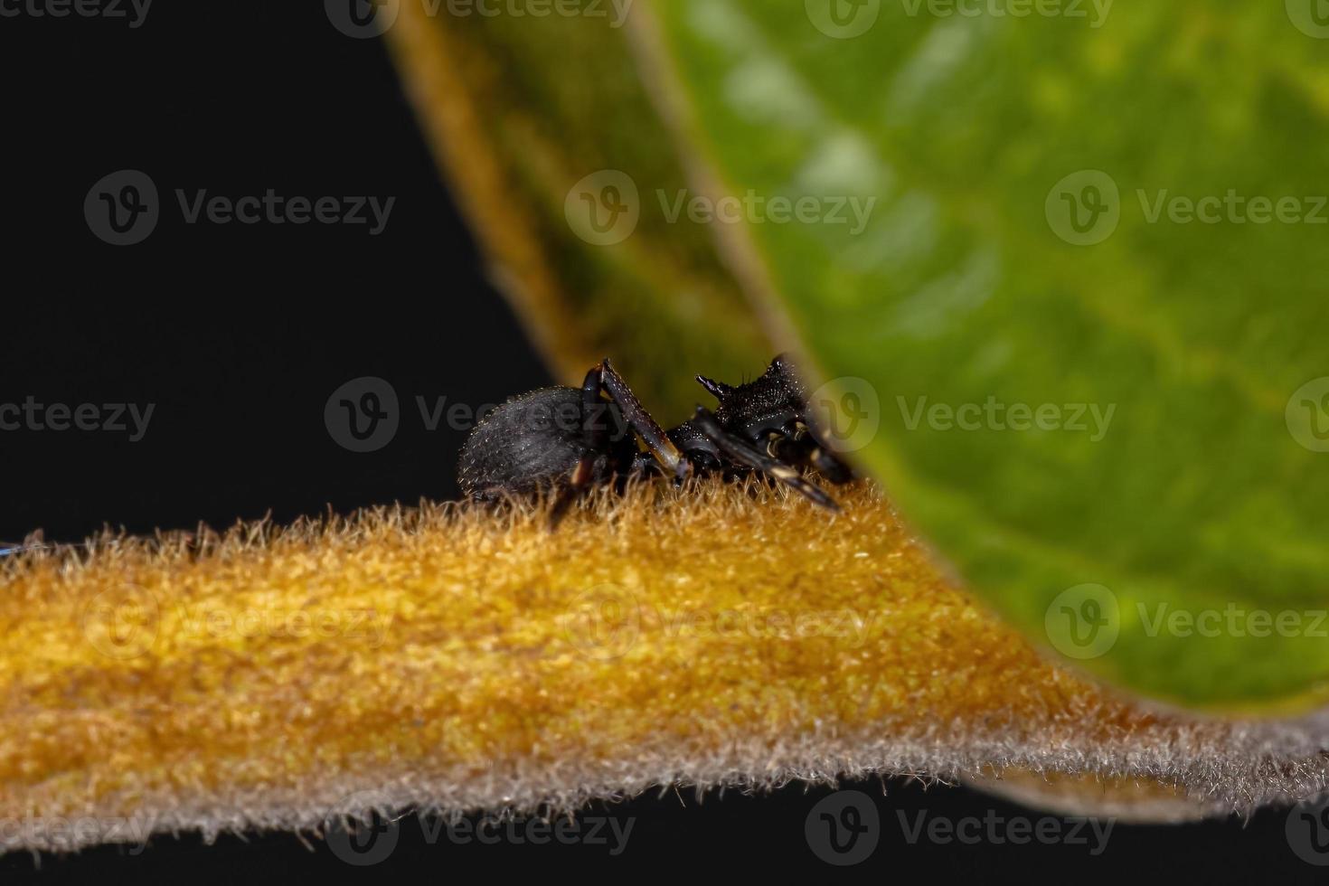 araignée crabe adulte photo