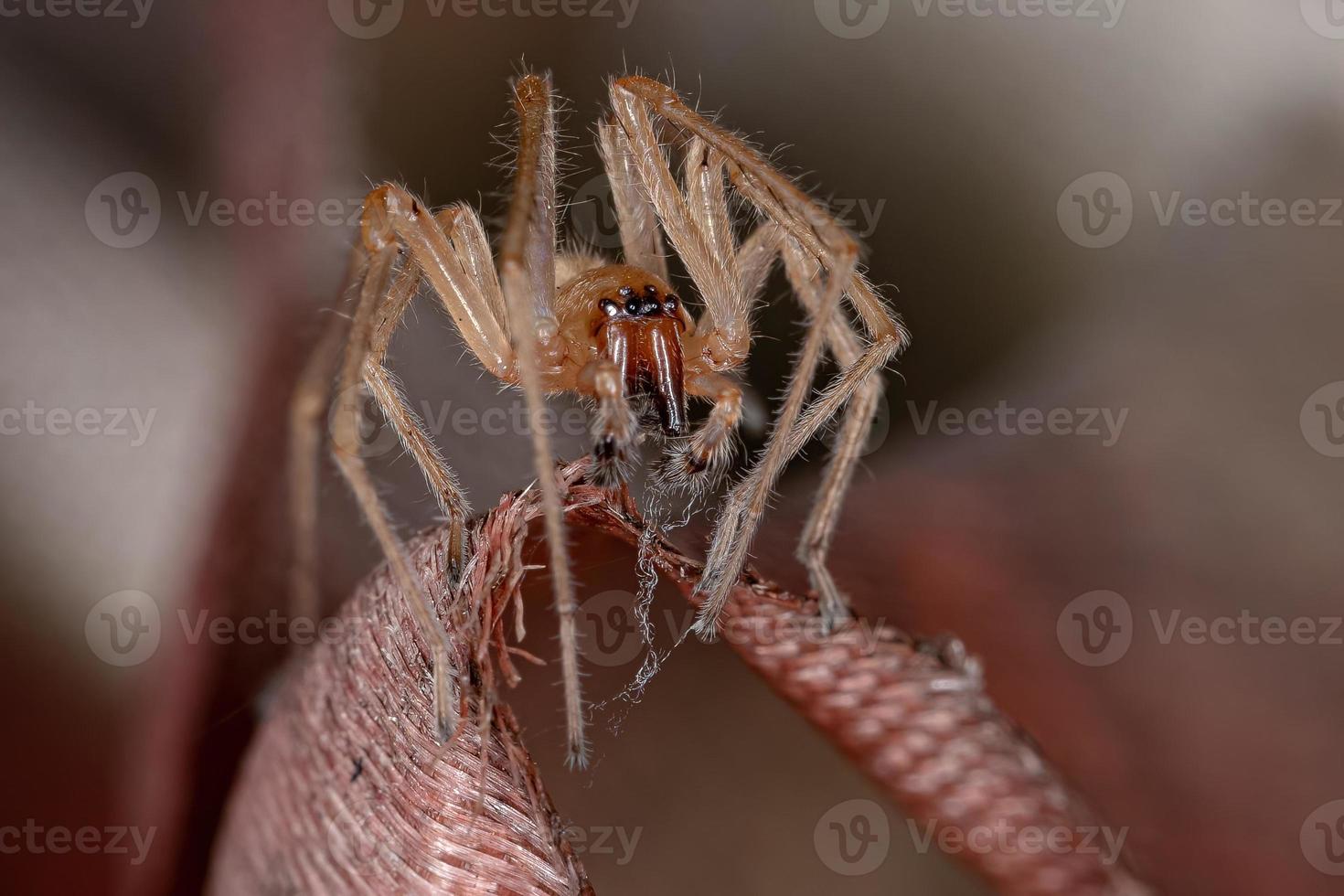 Araignée sac à longues pattes mâle adulte photo