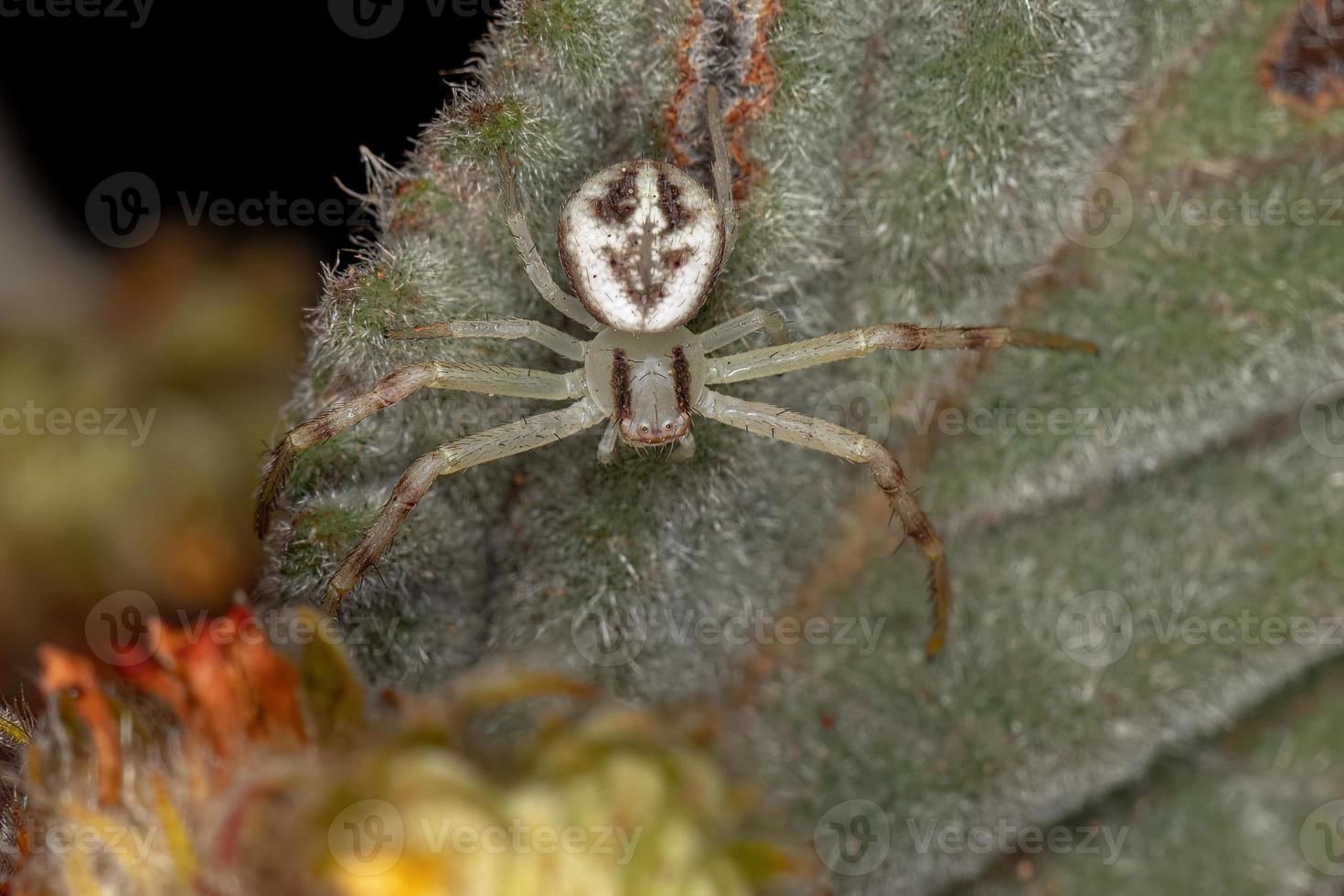 araignée crabe femelle adulte photo