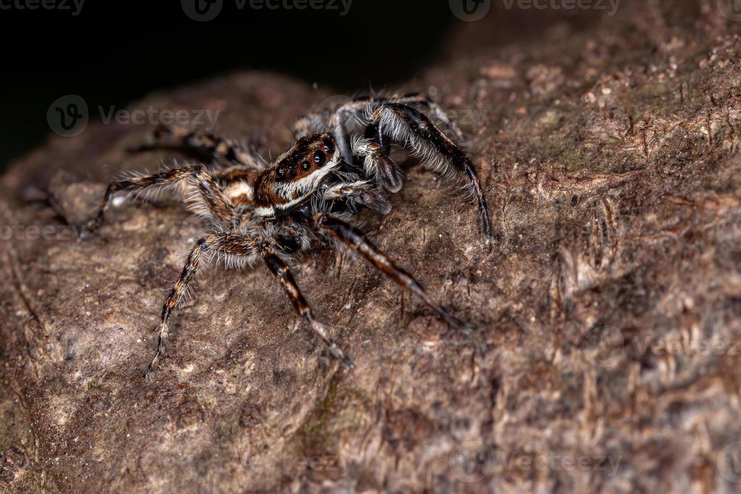 araignée sauteuse mur gris photo