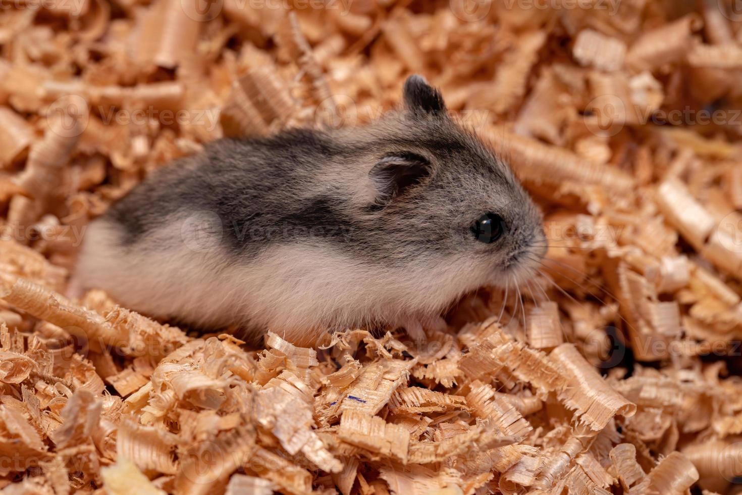 le hamster nain de Campbell photo