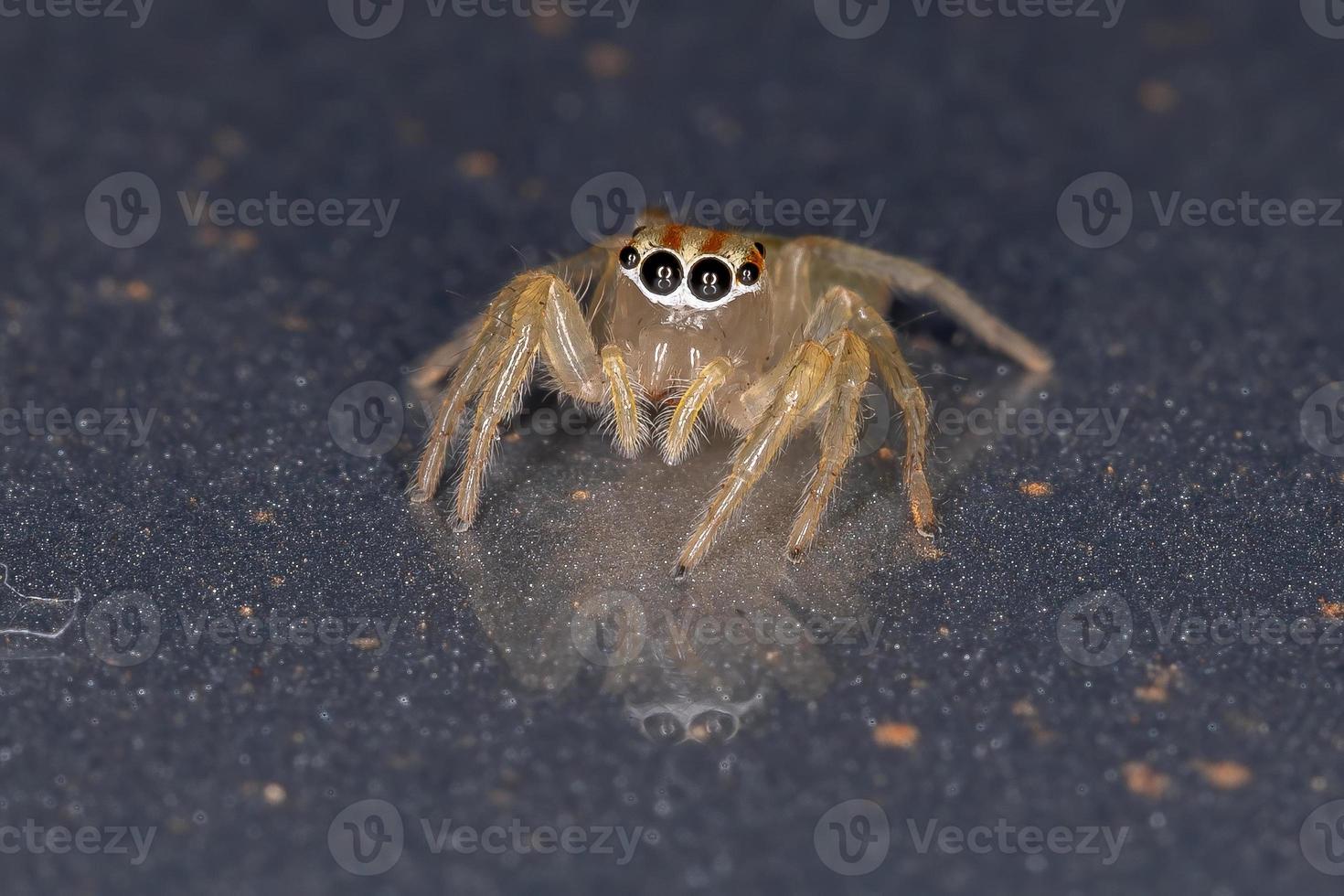 araignée sauteuse brésilienne photo