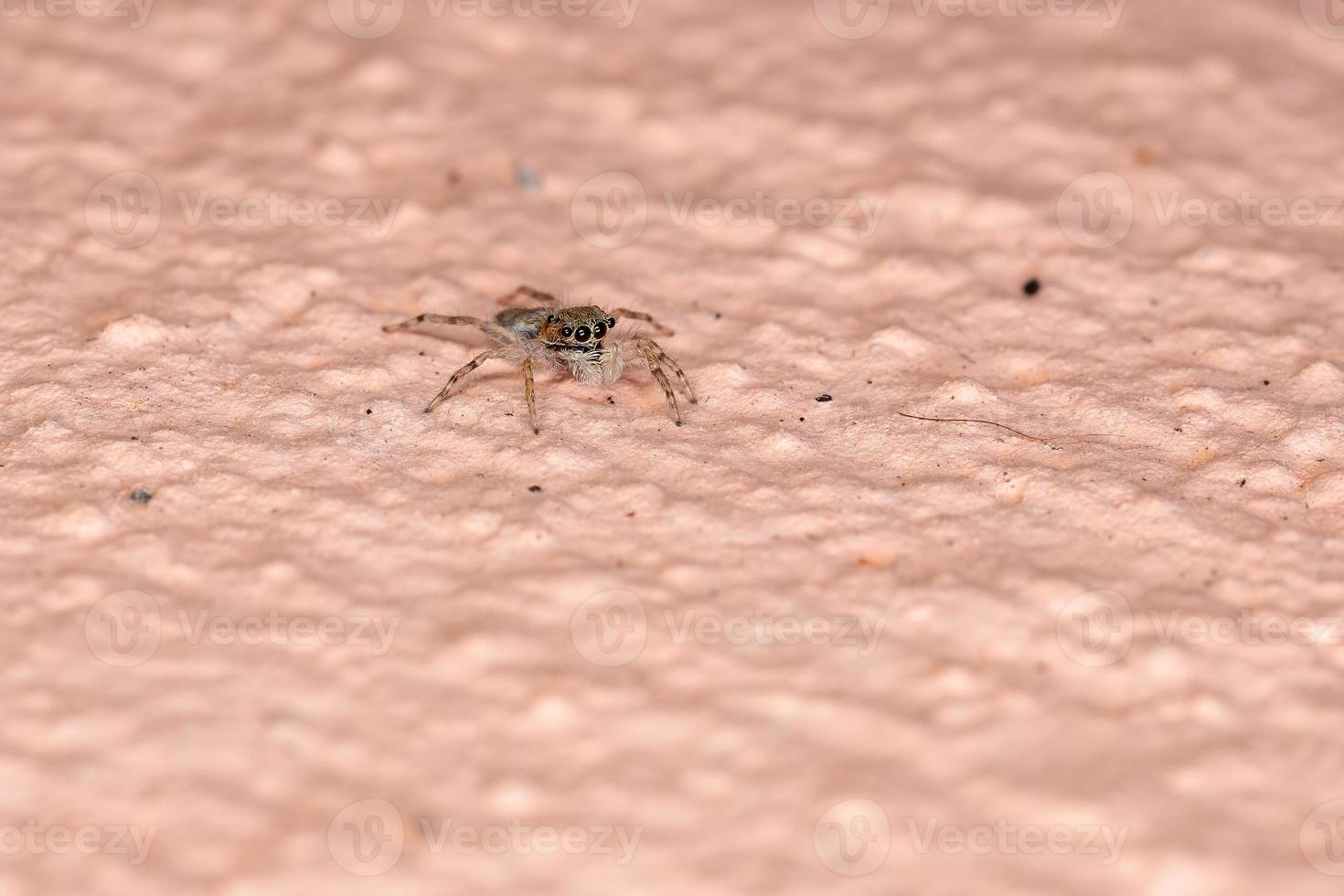 araignée sauteuse mur gris photo