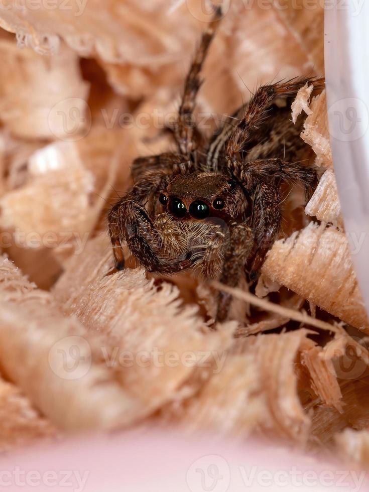 araignée sauteuse pantropicale photo