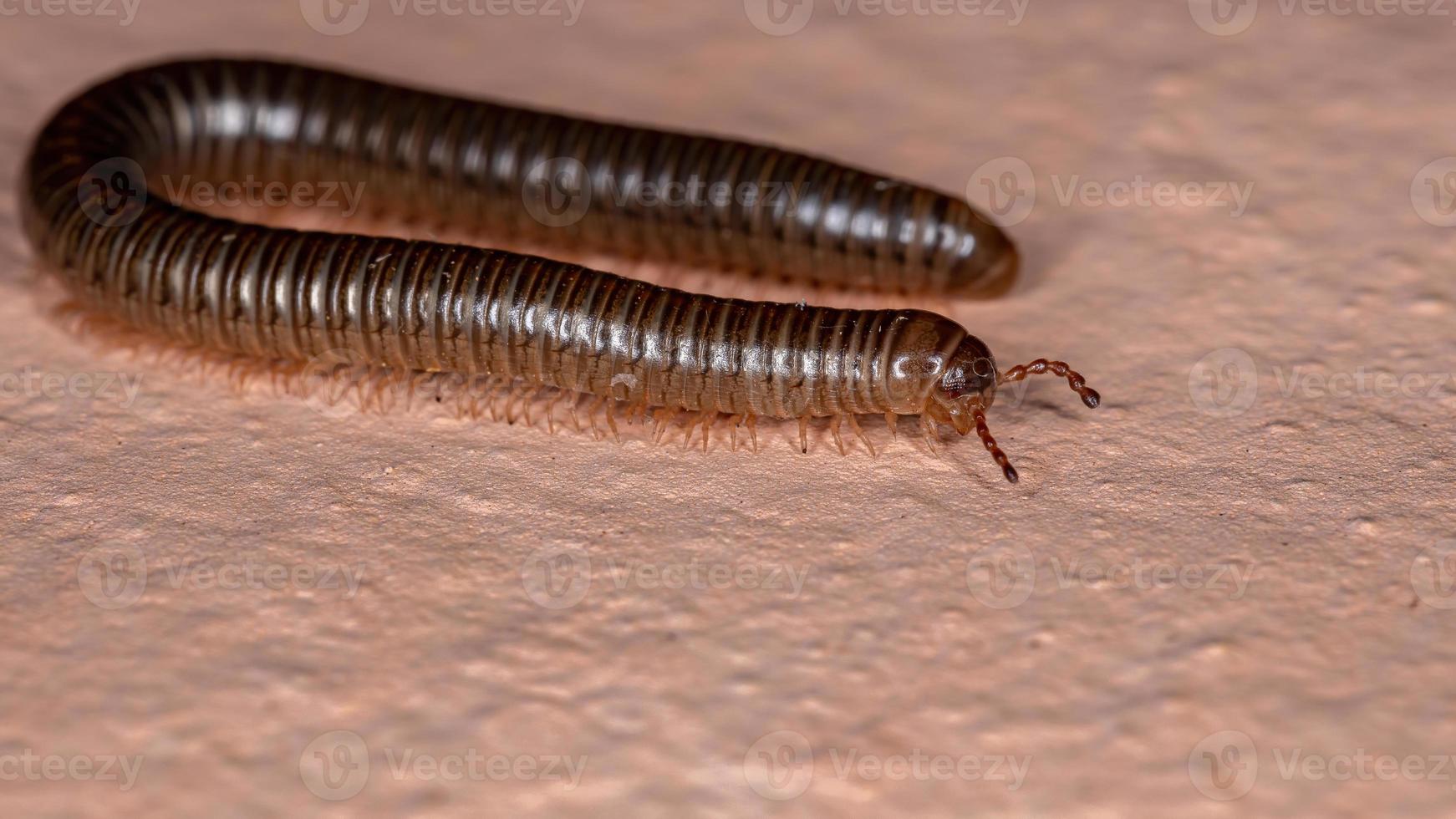 mille-pattes parajulidés brésilien photo