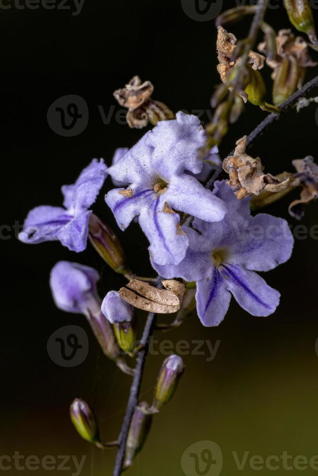 fleurs jaunes de skyflower photo