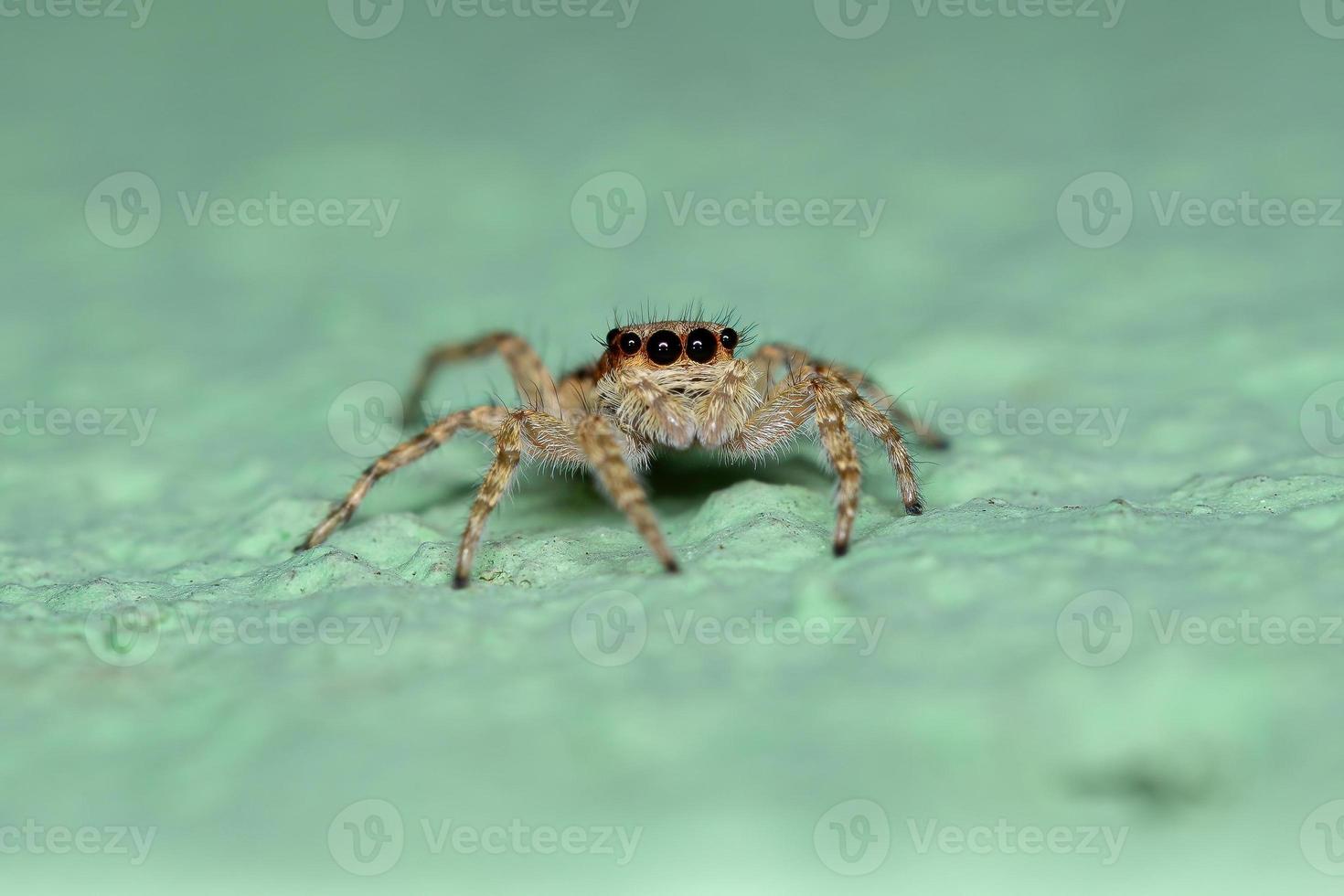 petite araignée sauteuse murale grise photo