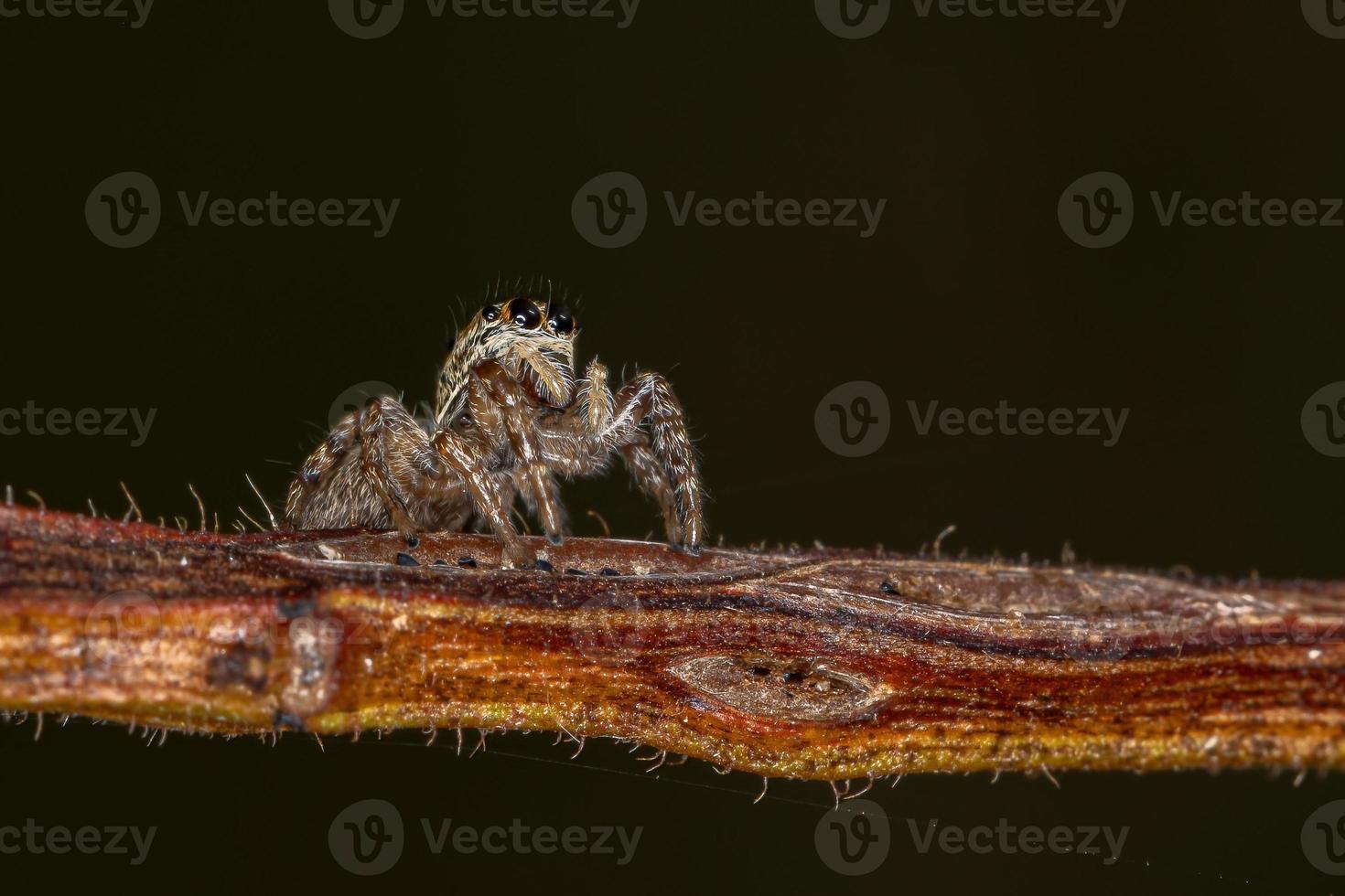 petite araignée sauteuse photo