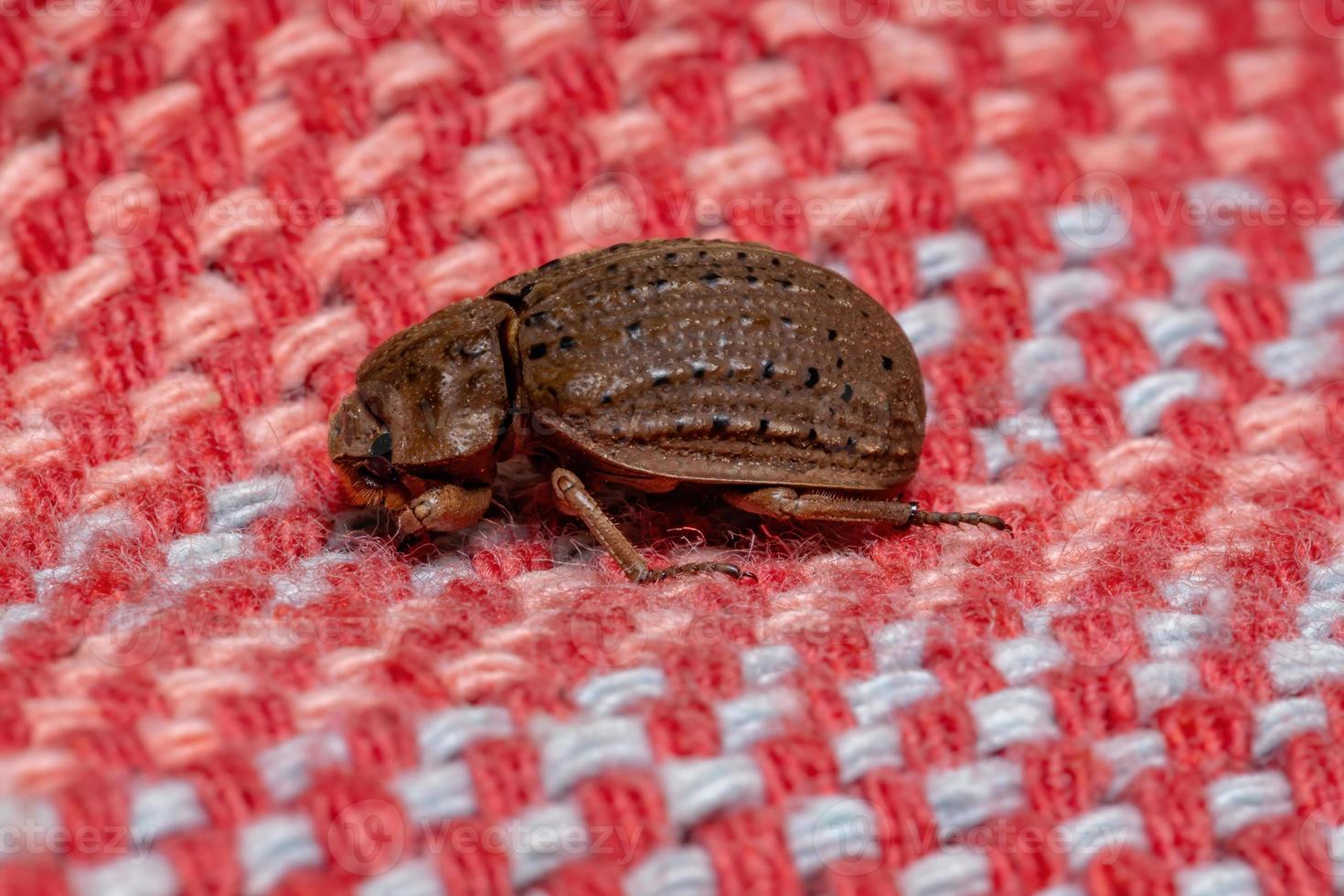 scarabée brésilien photo