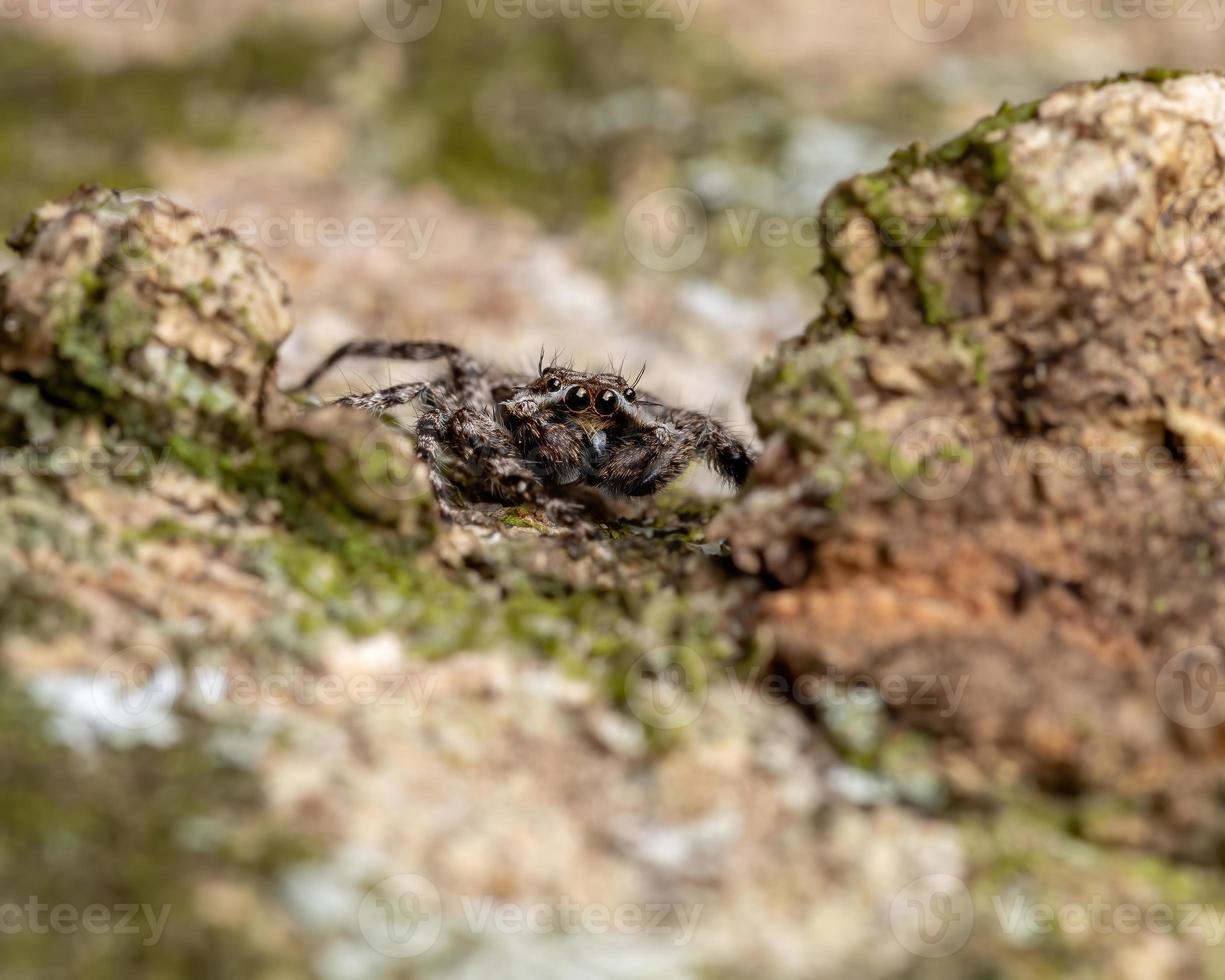 araignée sauteuse sur un tronc d'arbre photo