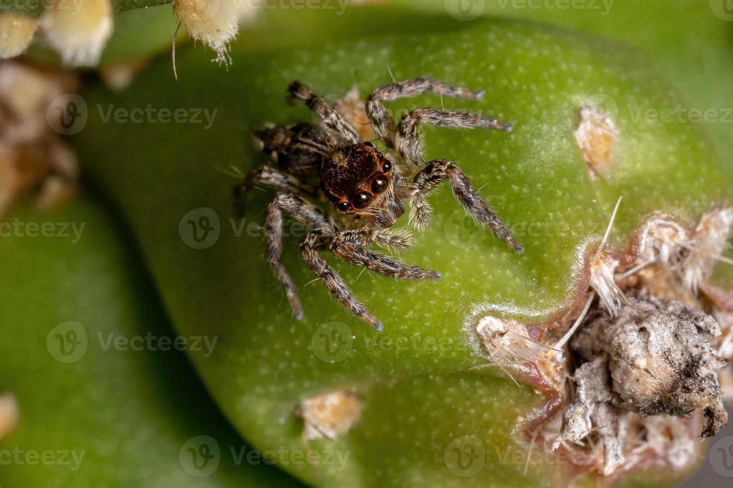 petite araignée sauteuse pantropicale photo