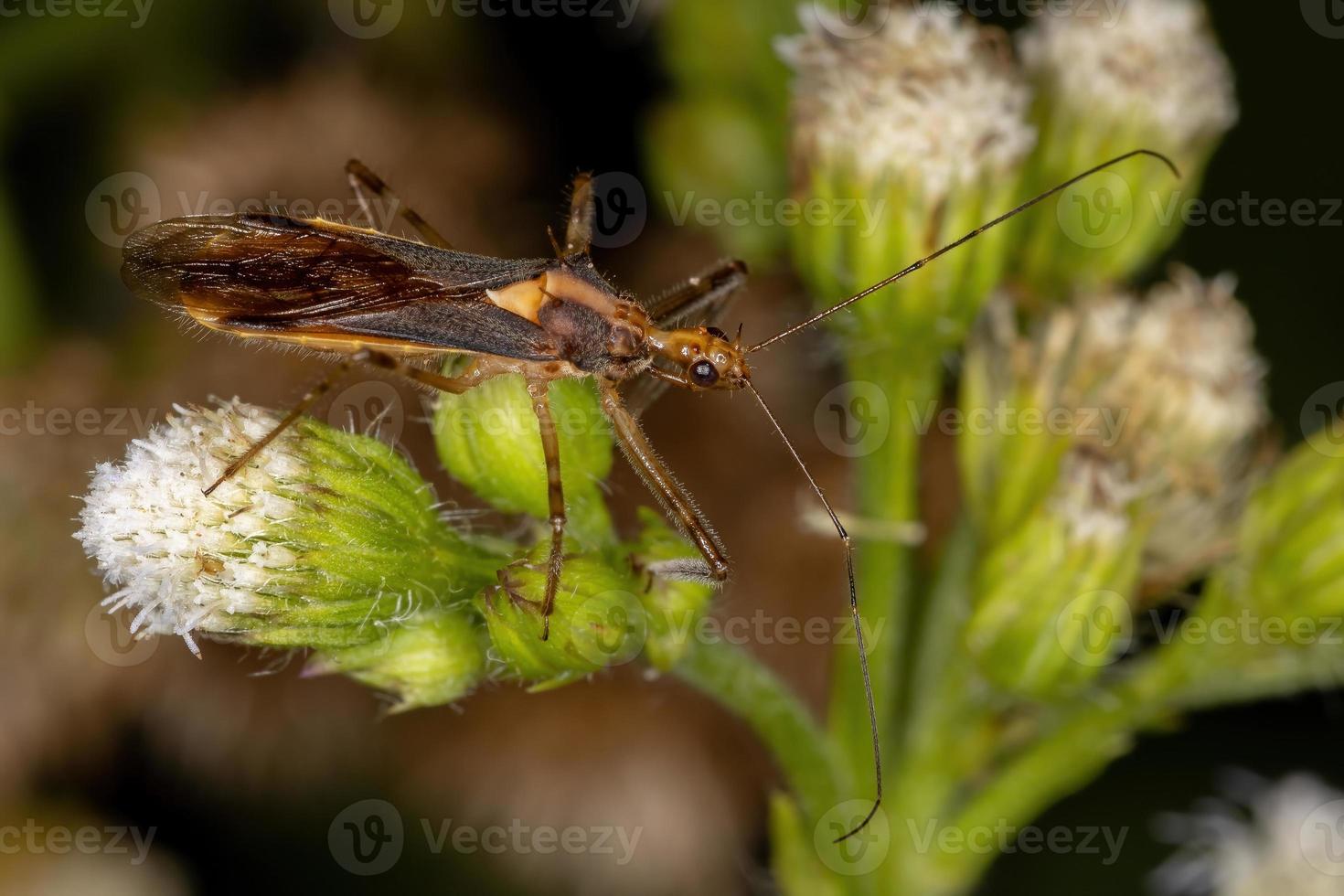 insecte assassin adulte photo