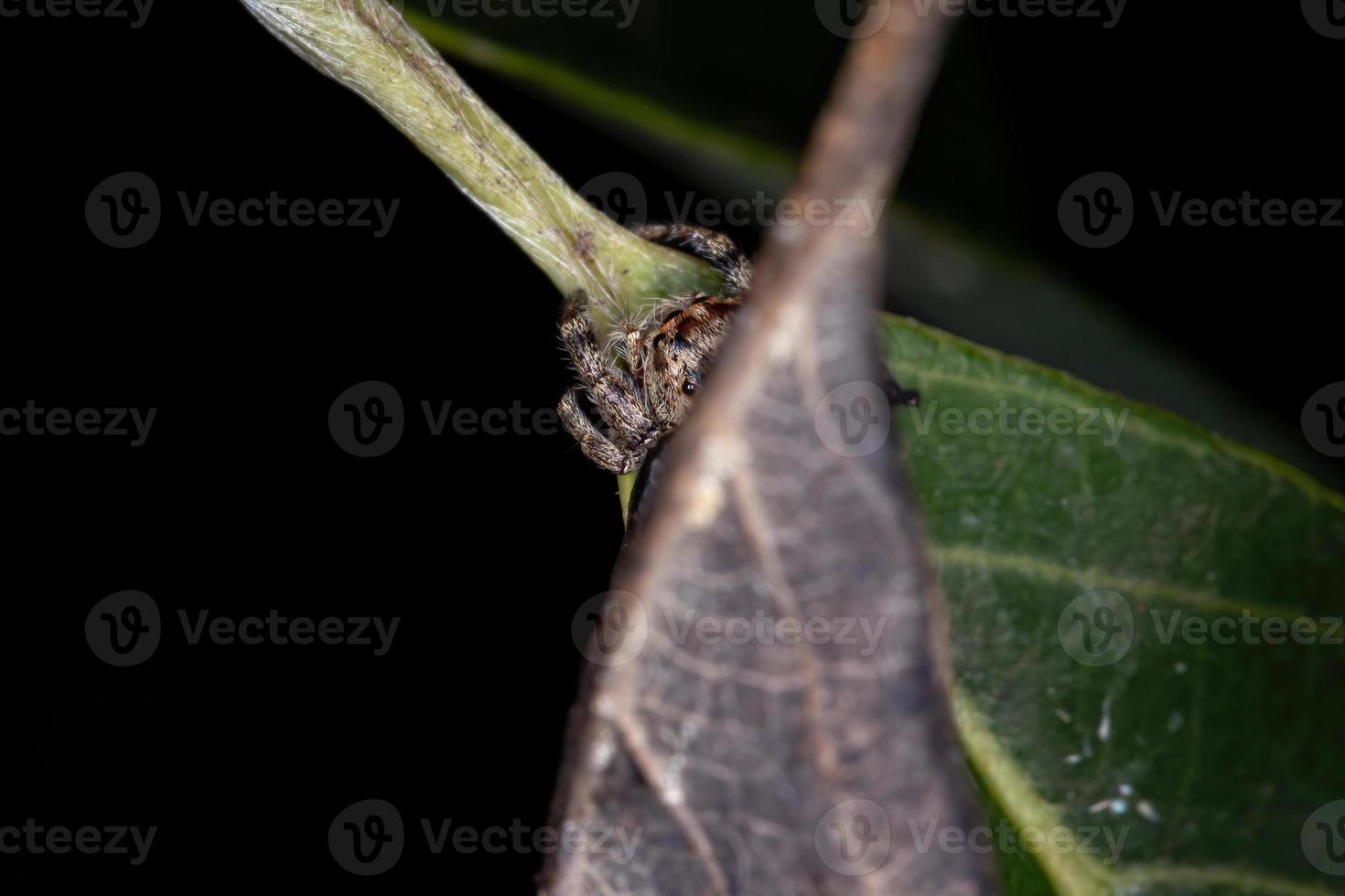 araignée sauteuse adulte photo