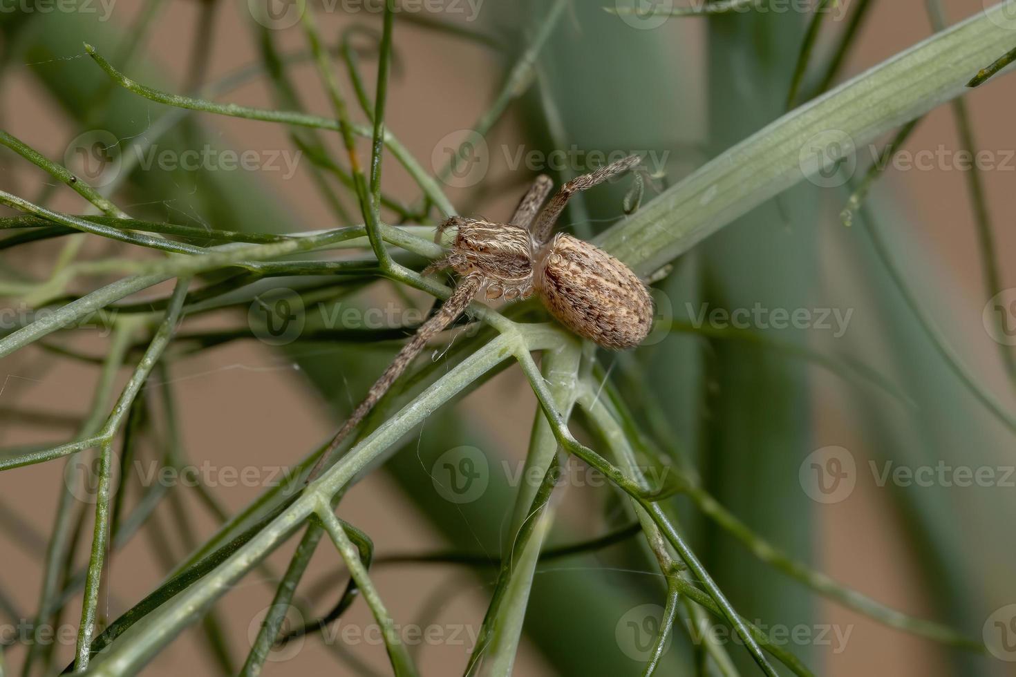 araignée crabe en cours d'exécution photo