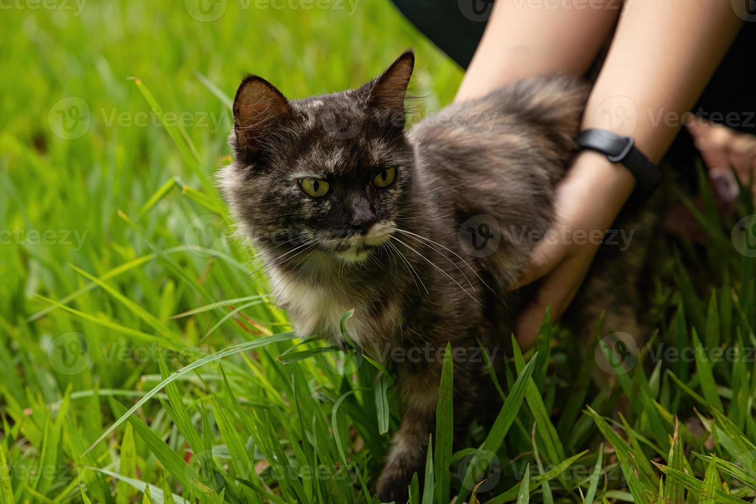 chat domestique de race mixte photo