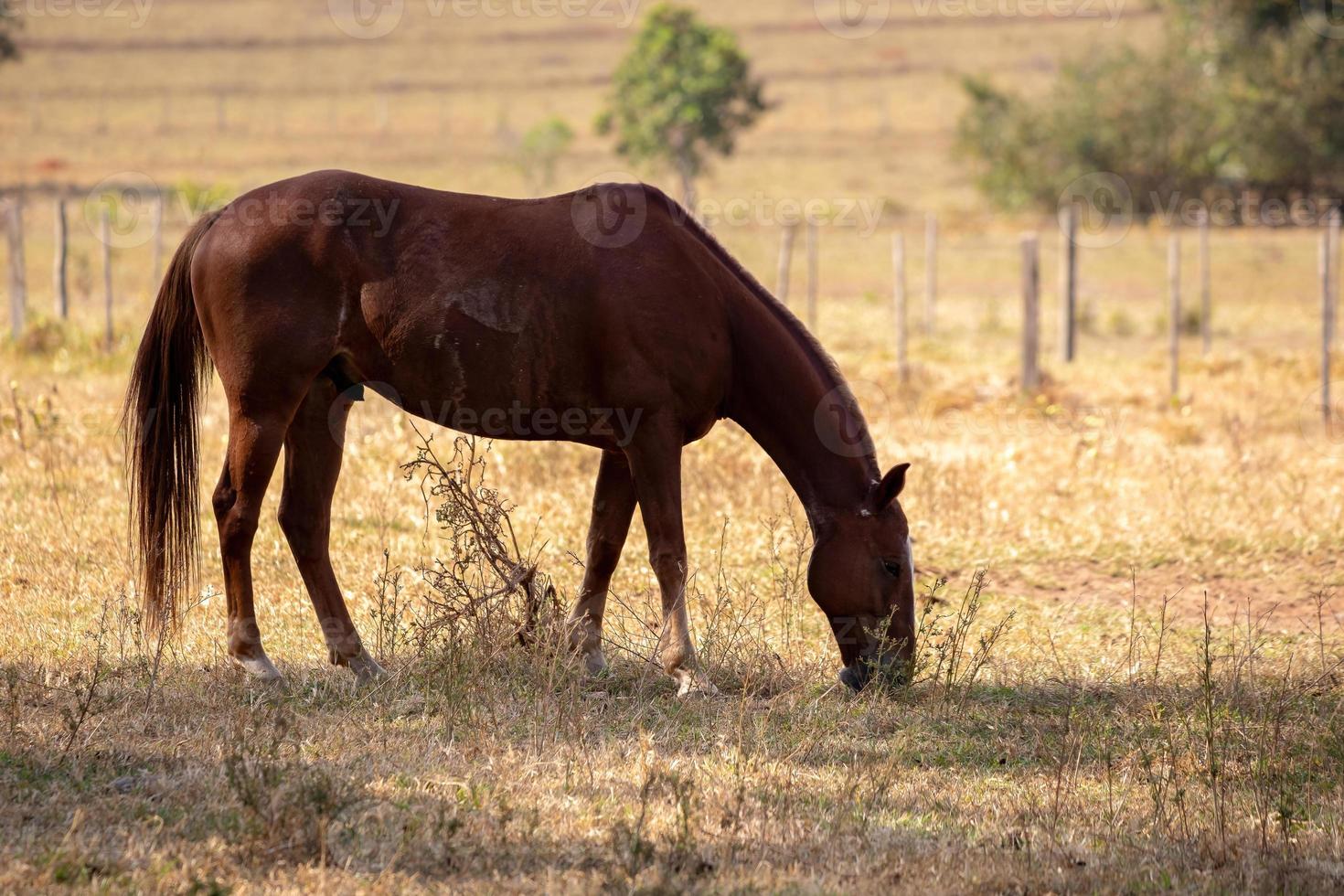 cheval se reposant dans une zone de pâturage photo