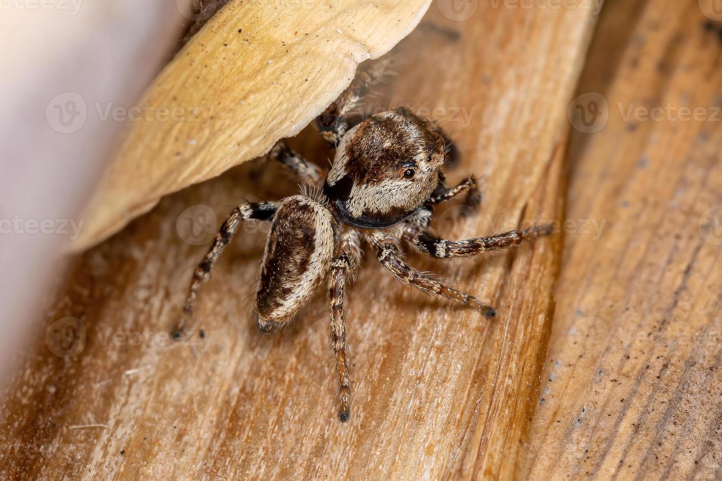 araignée sauteuse mâle adulte photo