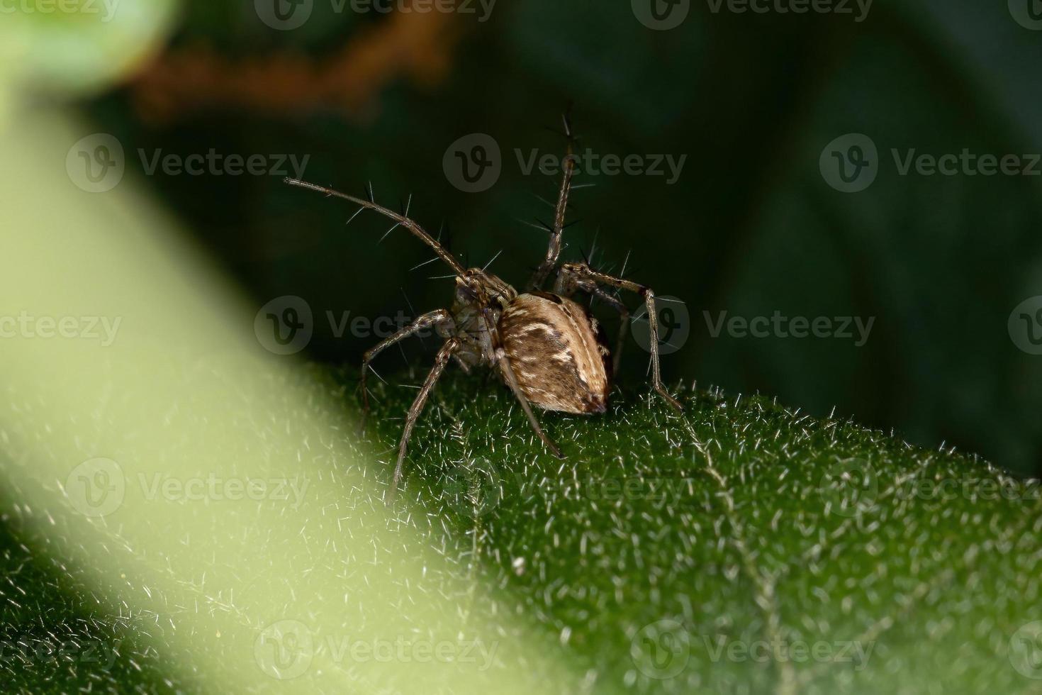 araignée lynx rayé photo