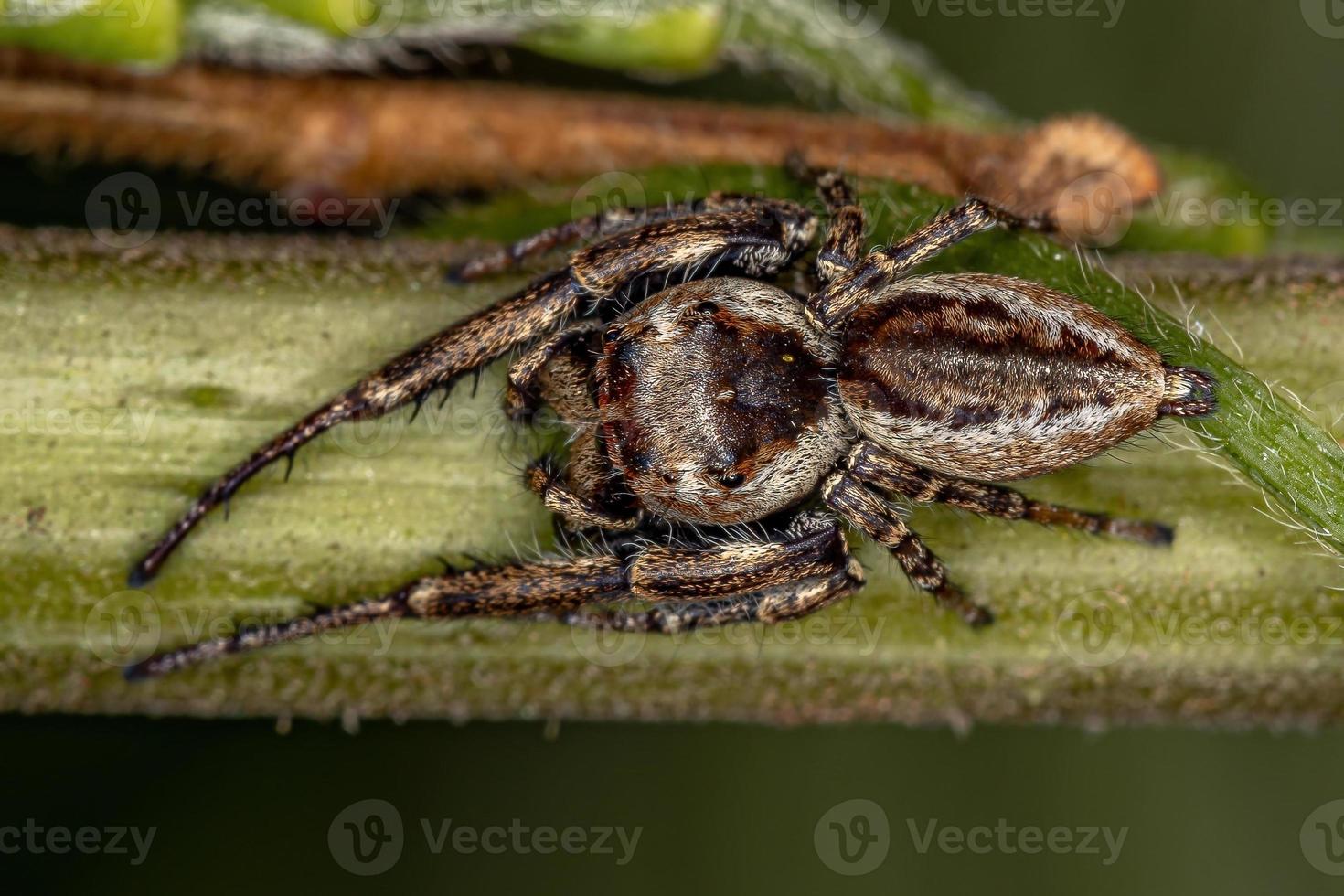 petite araignée sauteuse photo