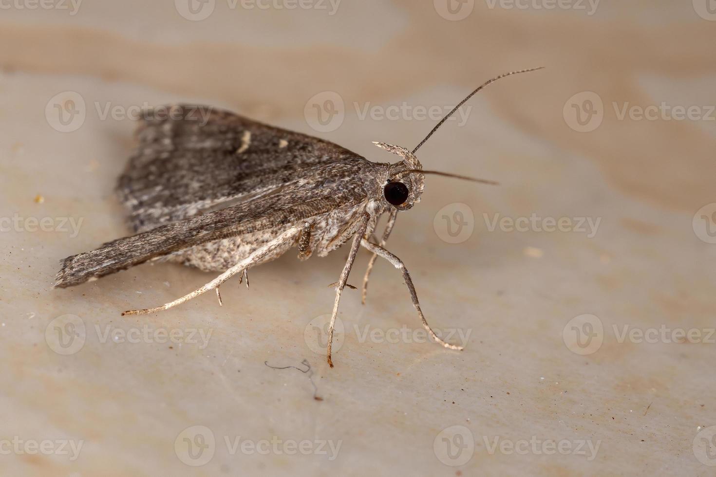 mite de litière brune photo