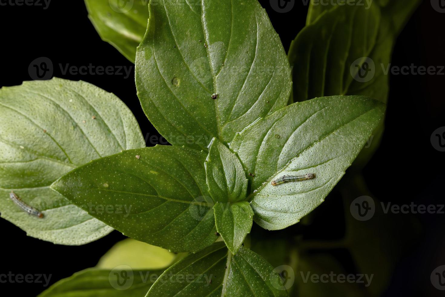 chenille d'un ver-gris sur un basilic doux photo