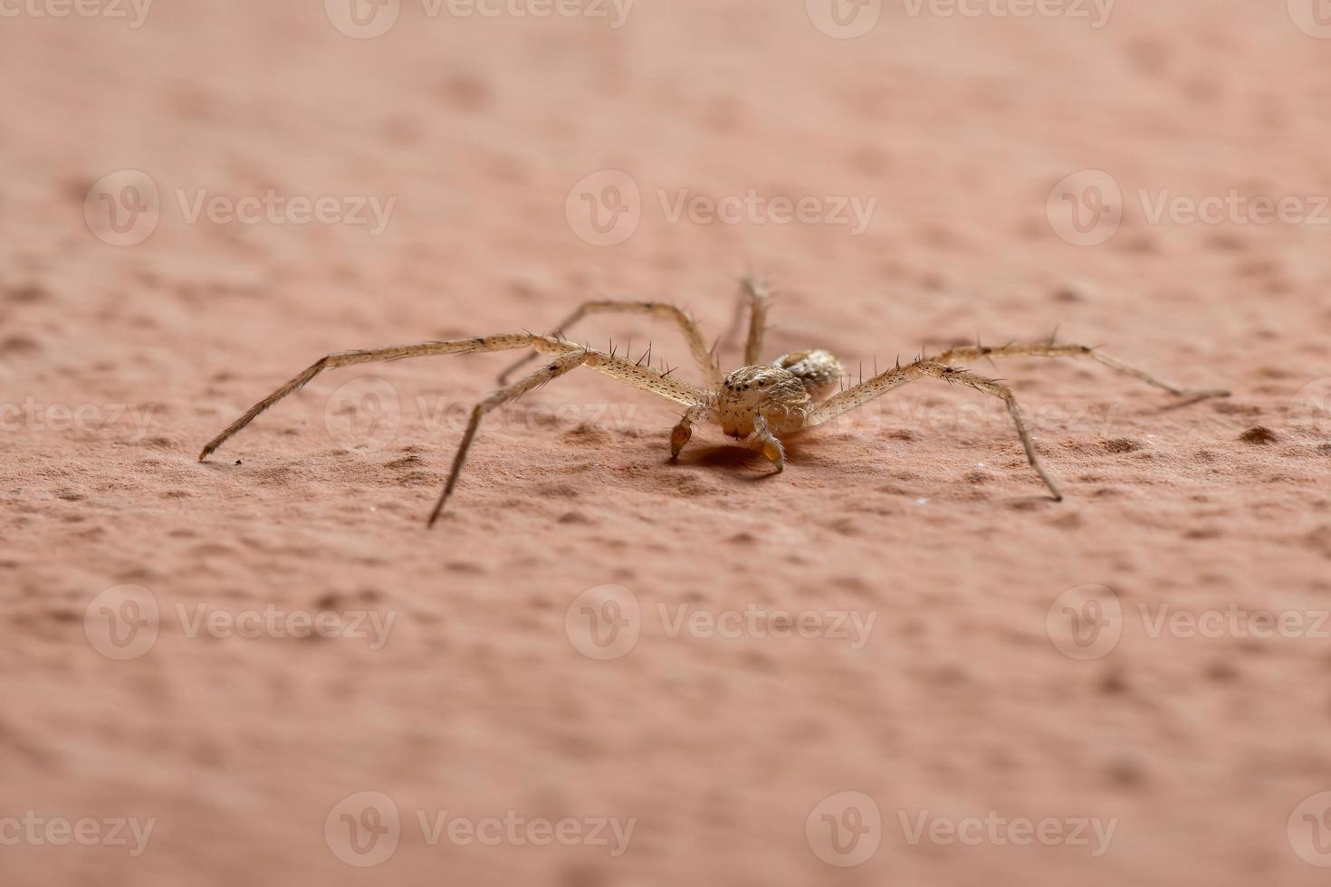 Araignée crabe en marche dans le mur photo