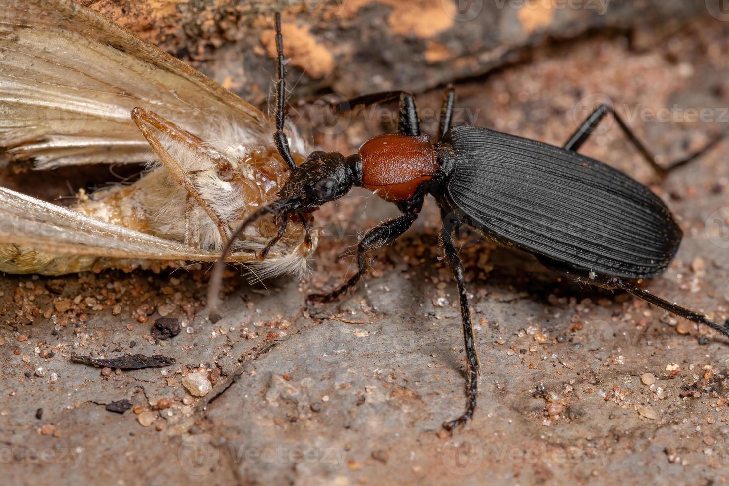 Faux adultes bombardier beetle s'attaquant à un papillon photo