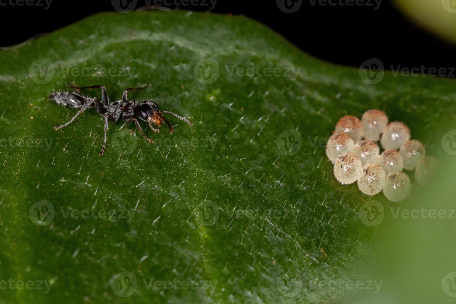 rameau adulte fourmi remuant dans les œufs d'insectes photo
