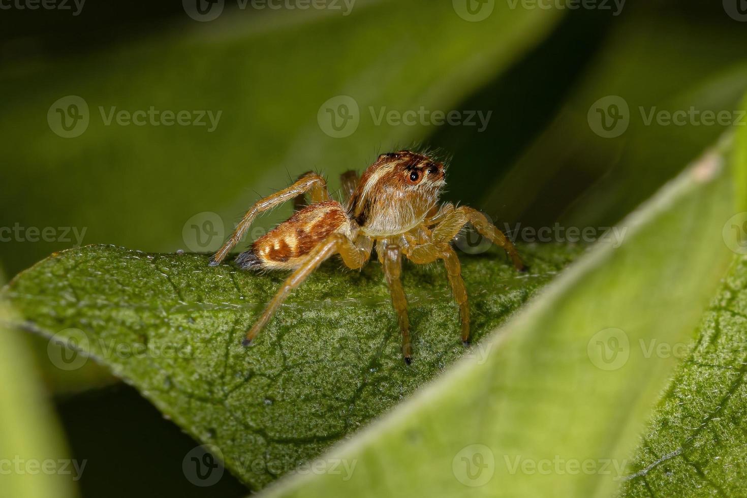 petite araignée sauteuse photo