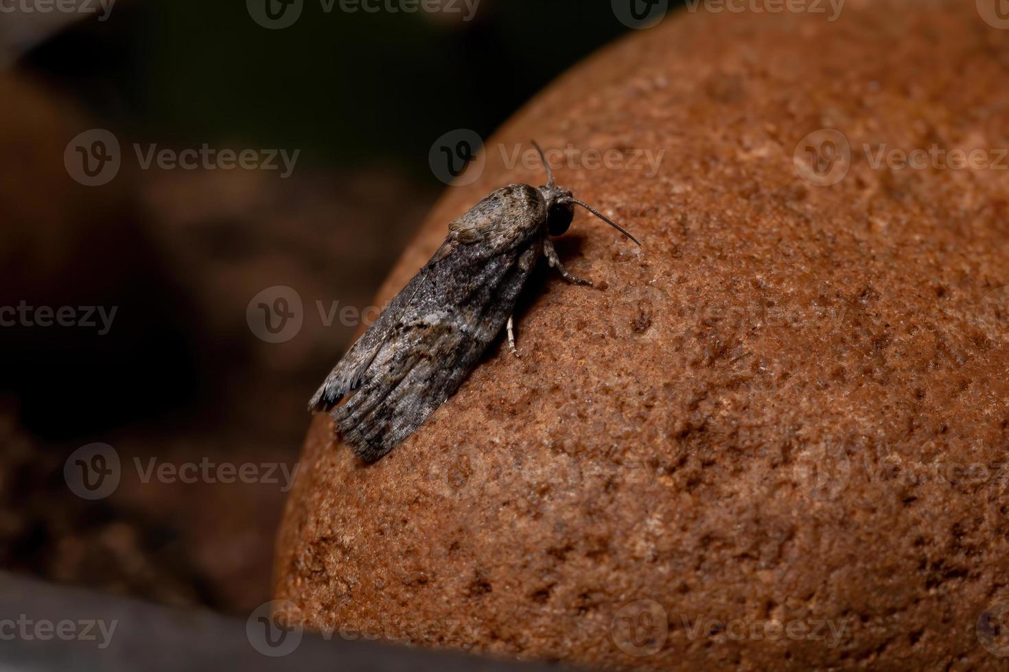 la chenille de l'olivier noir photo