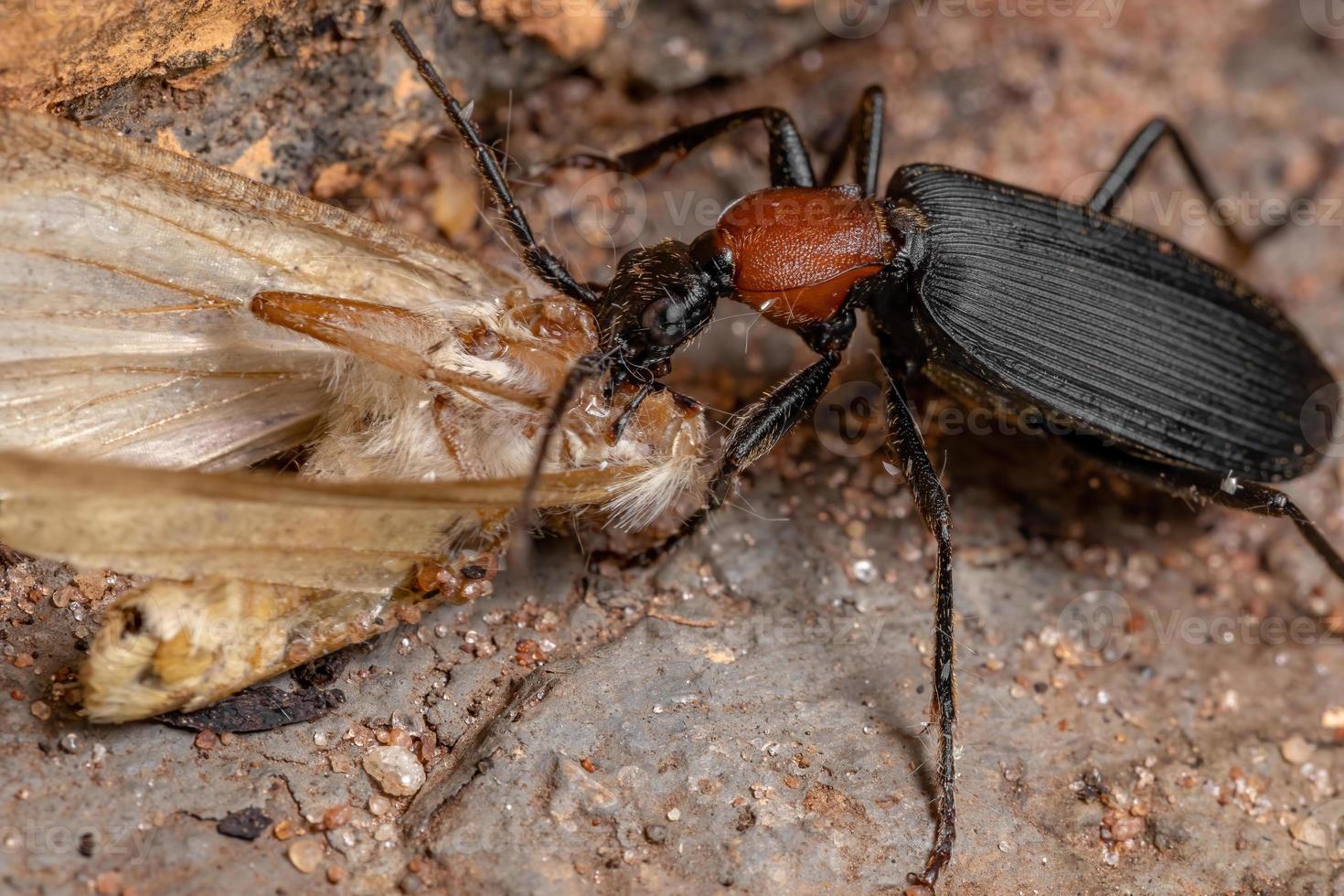 Faux adultes bombardier beetle s'attaquant à un papillon photo