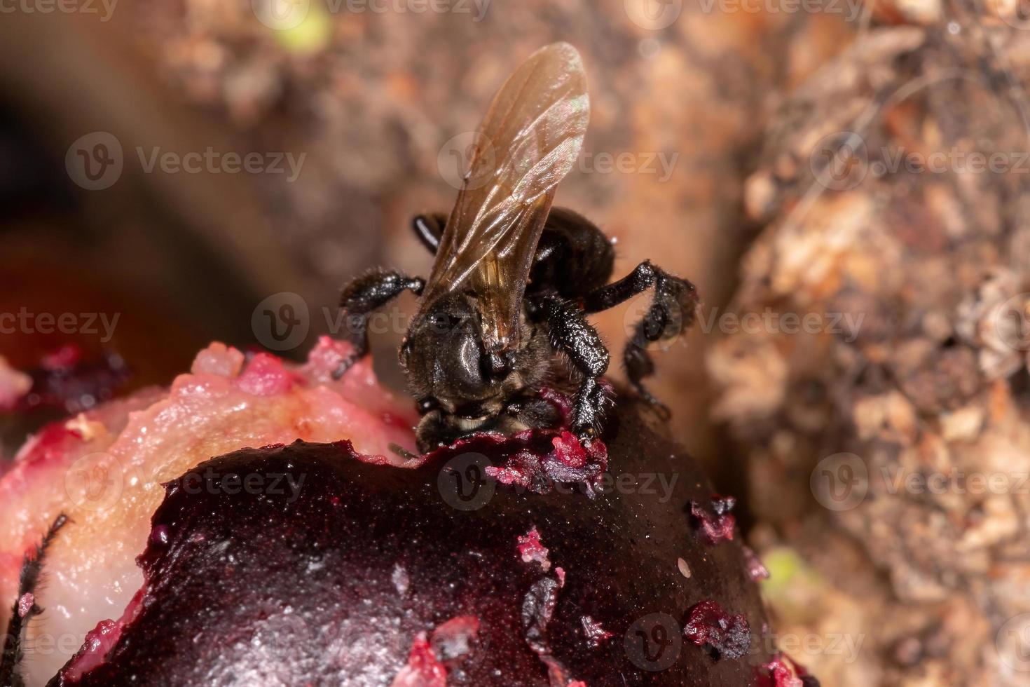 abeille noire sans dard photo