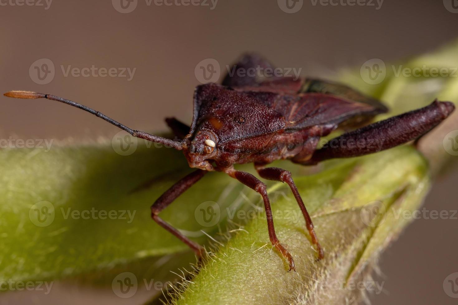 punaise à pieds feuille adulte photo