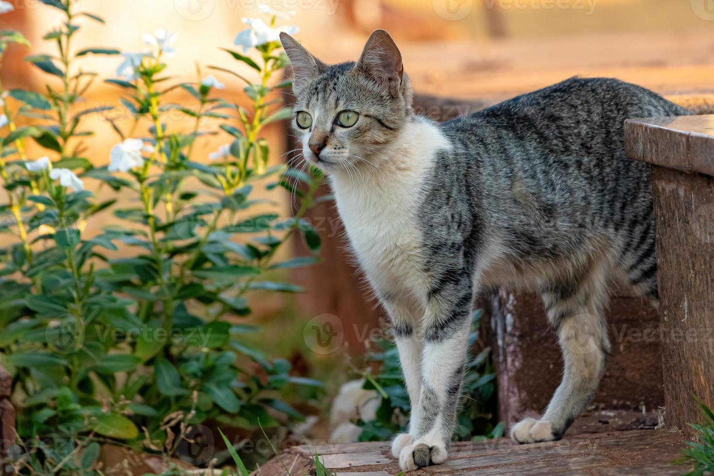 chat domestique sauvage photo