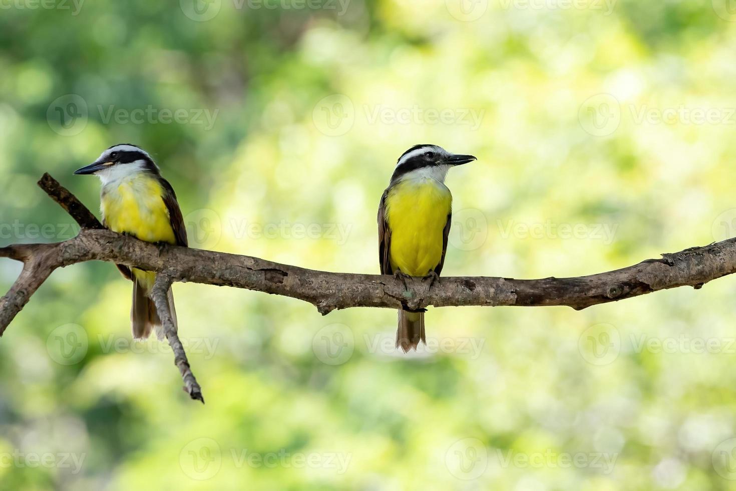 grand animal kiskadee photo