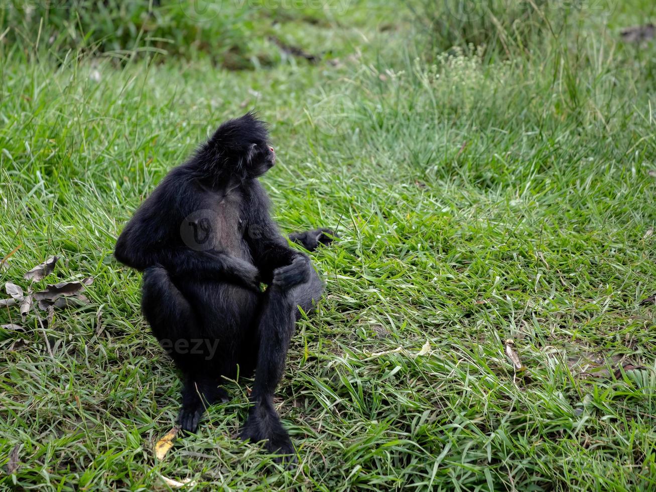 singe araignée noir à face noire photo