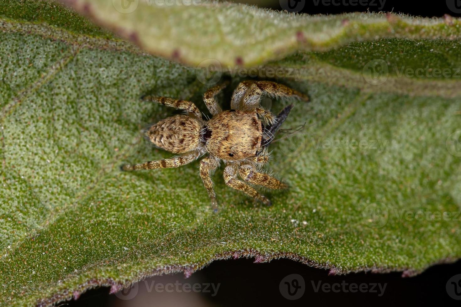 petite araignée sauteuse s'attaquant à un moustique photo