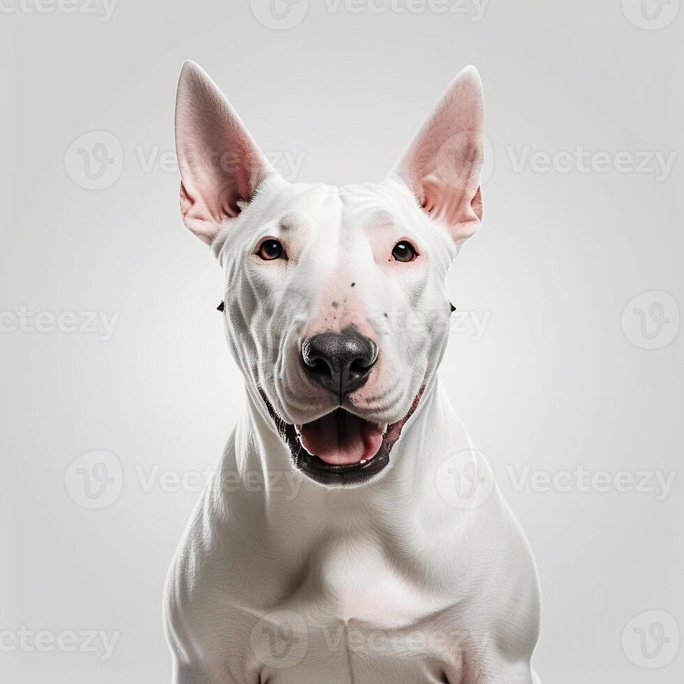 ai généré taureau terriers isolé sur blanc Contexte. ai génératif photo