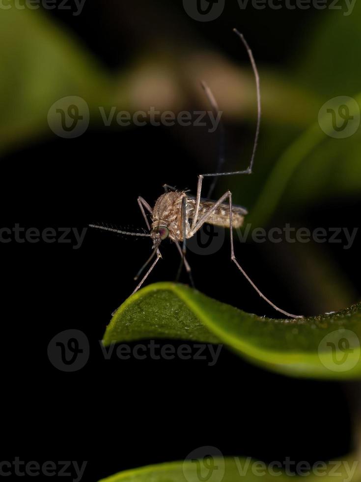 insecte moustique culicine adulte photo