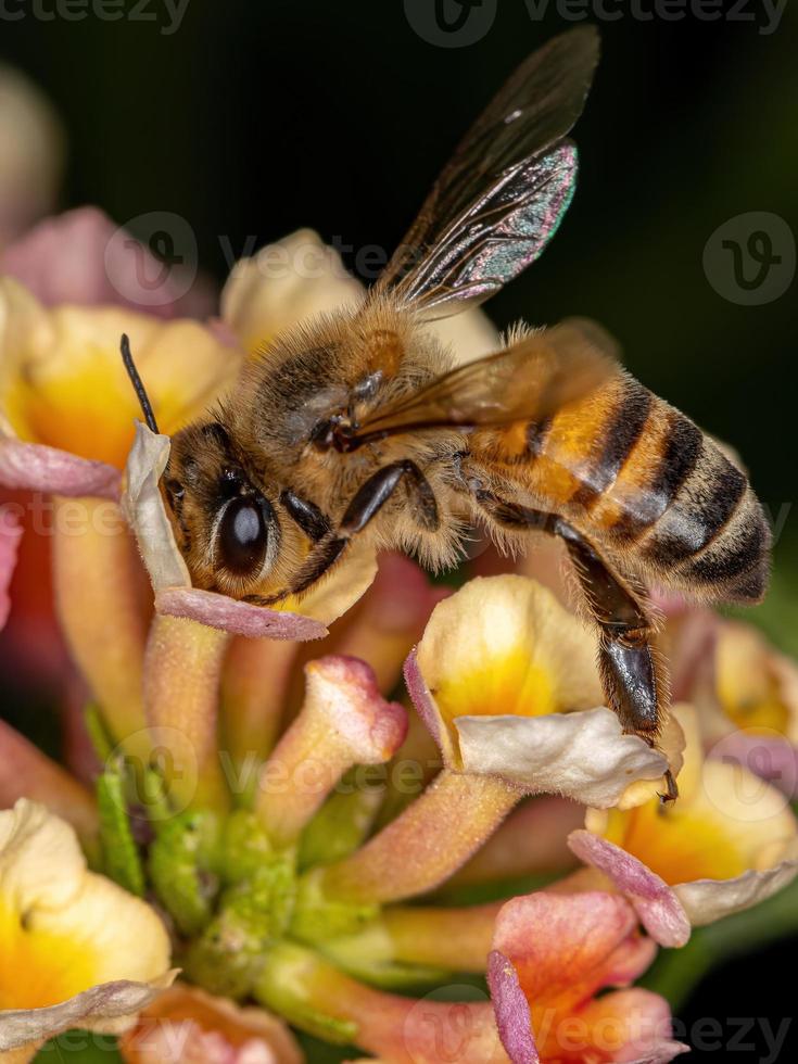 abeille à miel occidentale adulte photo