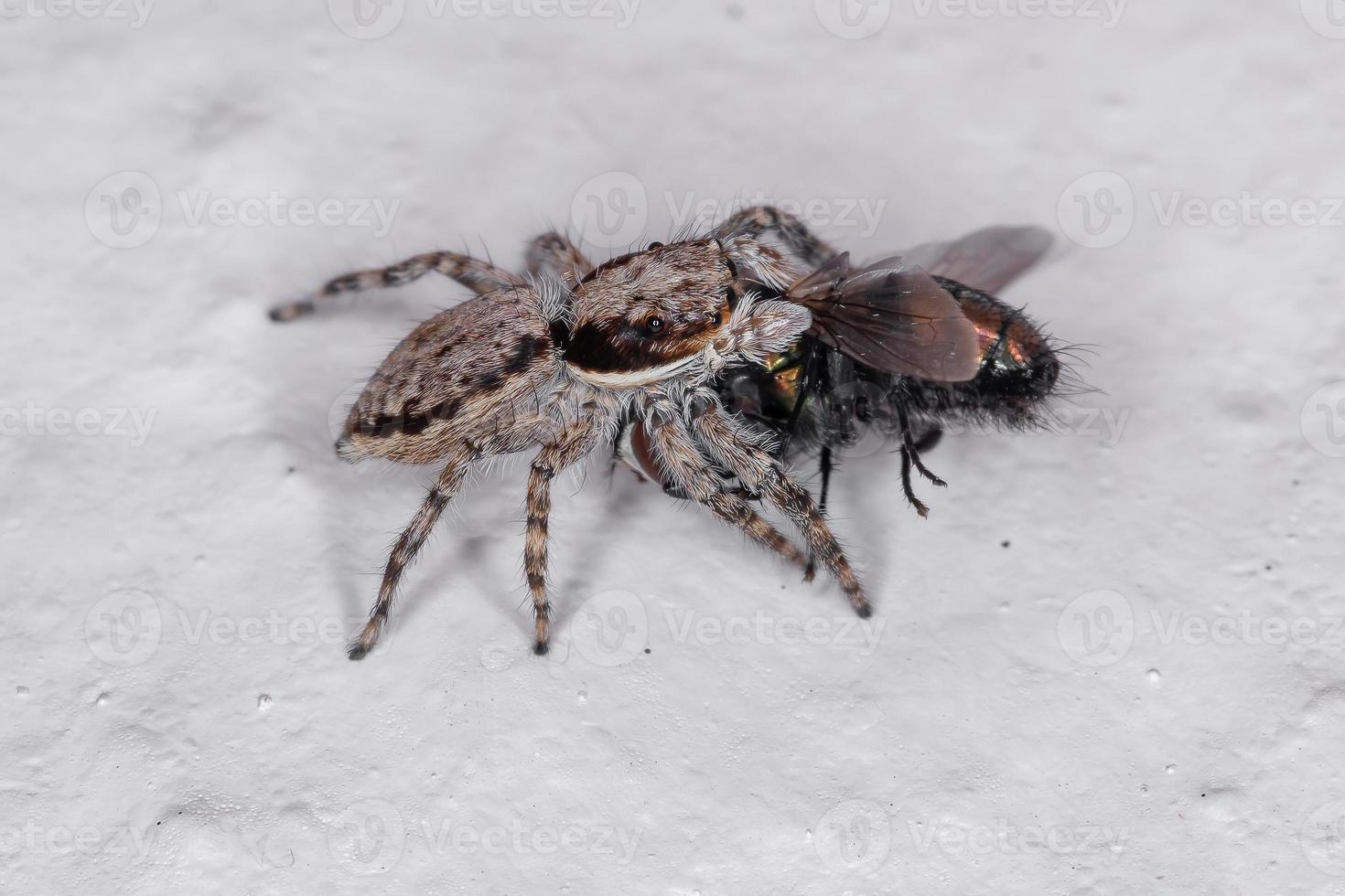 araignée sauteuse mur gris photo