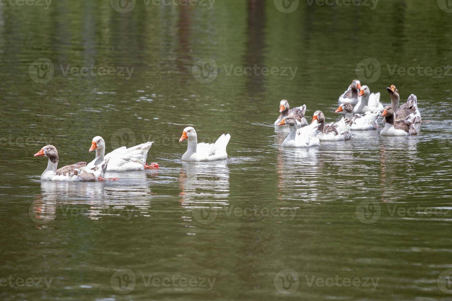 oie cendrée domestique photo