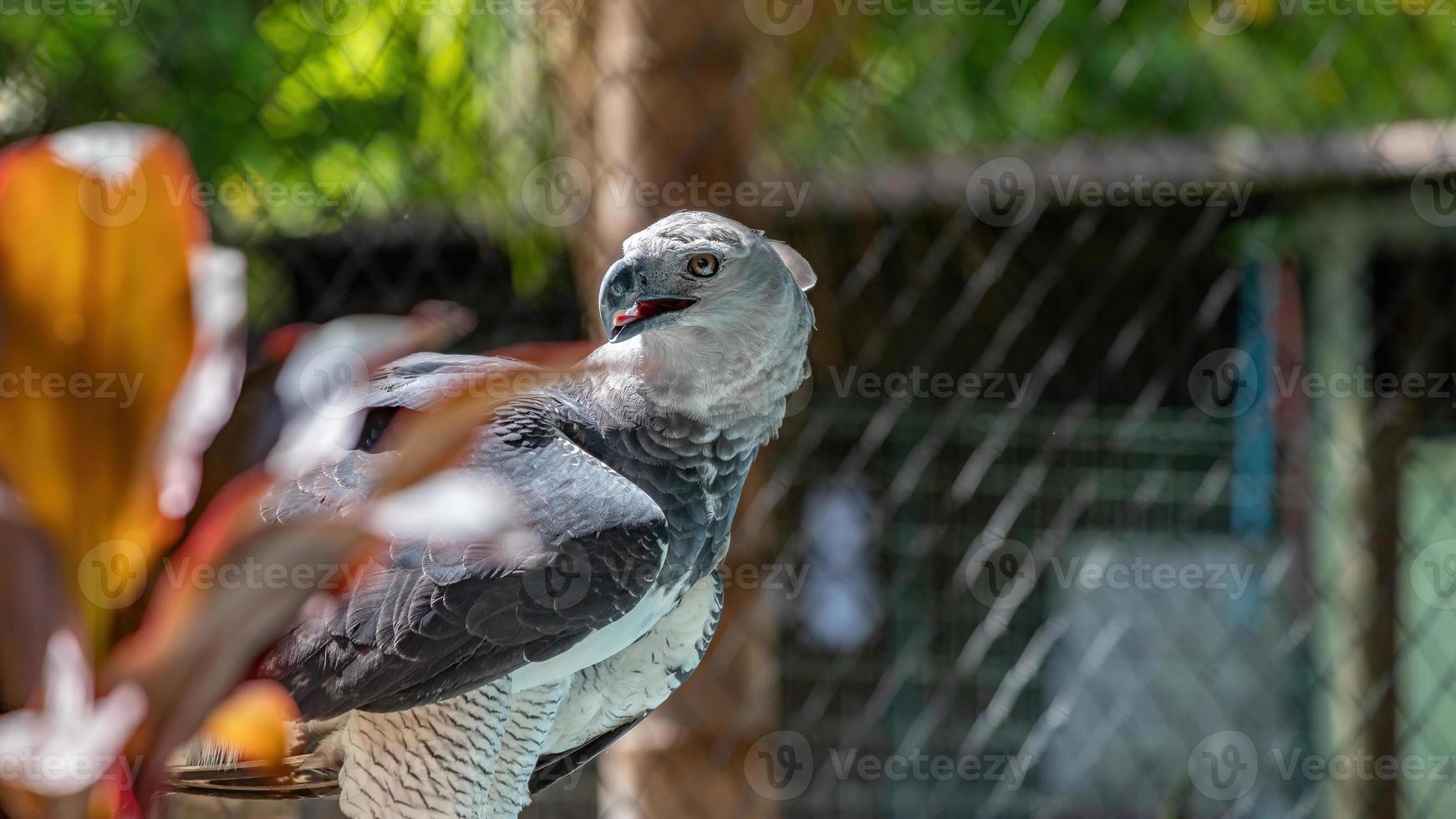 animal aigle harpie photo