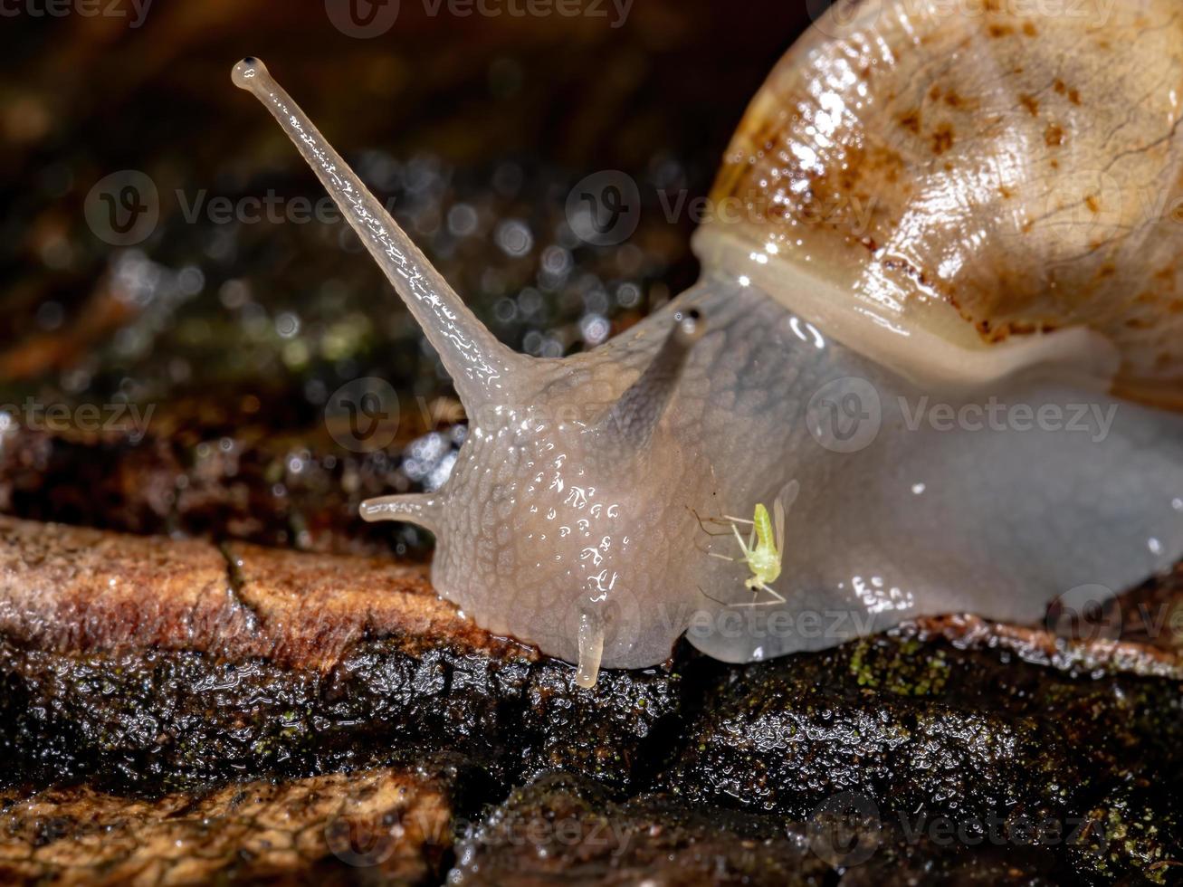 escargot géant africain photo