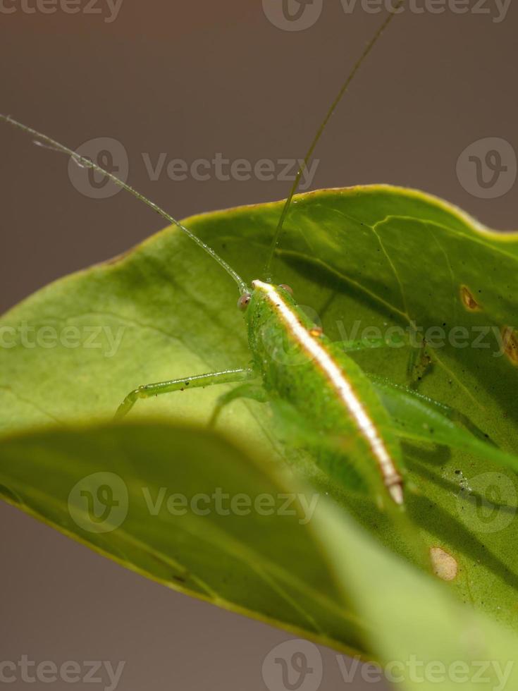 nymphe katydide feuille photo