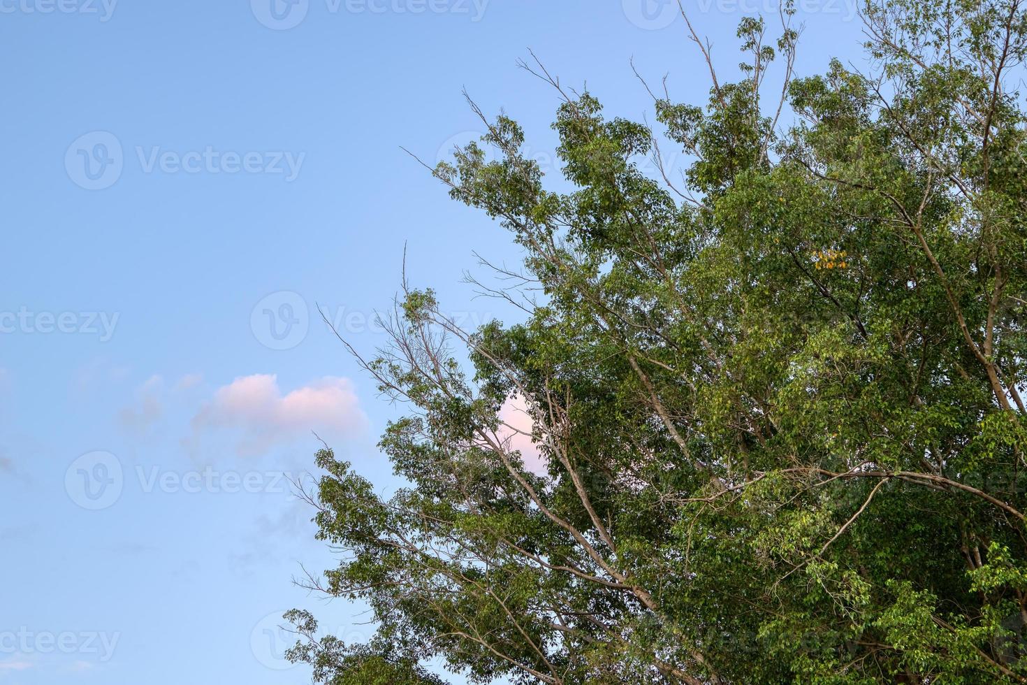 feuilles de figuier photo