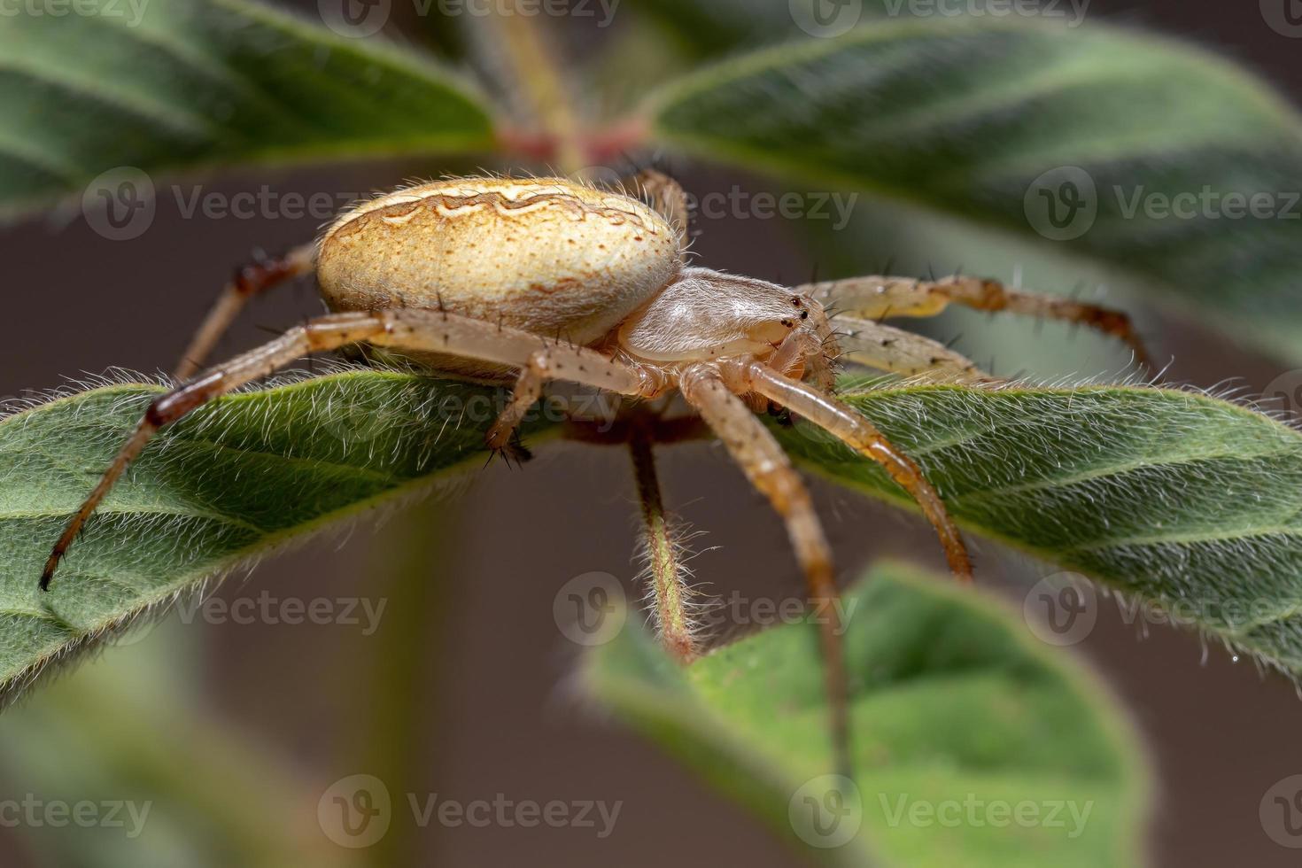 araignée néoscona herbe photo