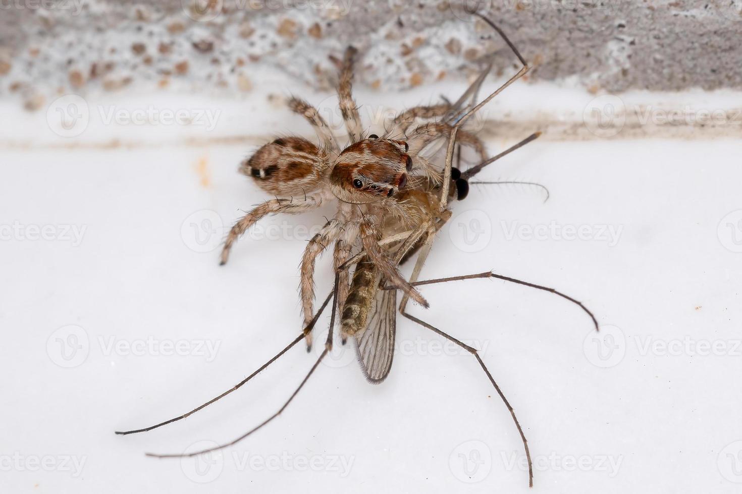 Araignée sauteuse pantropicale s'attaquant à un moustique culicine photo
